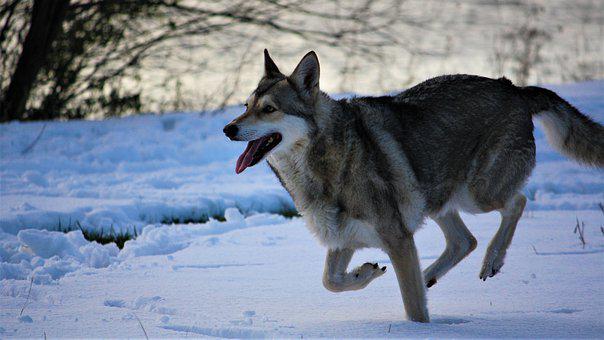 La_race_chien_loup_de_saarloos